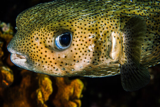 tropical puffer fish in the ocean, underwater photography, Exumas, Bahamas, Caribbean 