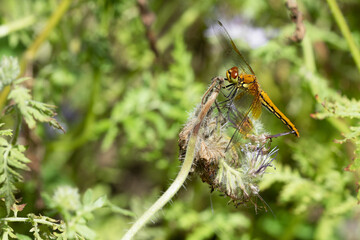 Orange dragonfly on wilted Phacelia flower, macro. Big dragonfly on nature background, close up