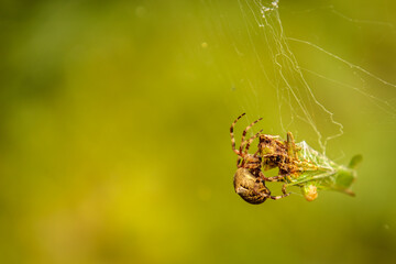 oak spider cross in a web. close-up.