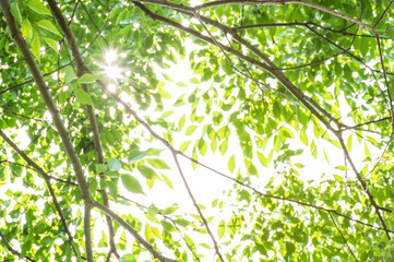初夏の新緑と強い日差し