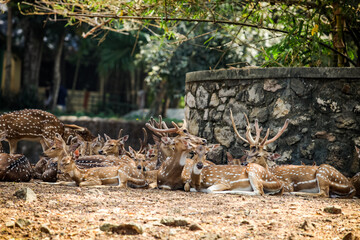 large herd of big and small indian spotted deer resting on dry ground in zoo