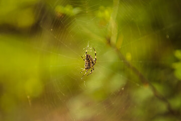 oak spider cross in a web. close-up.