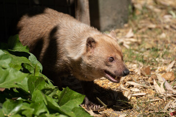 Cute female of bush dog between light and shadow