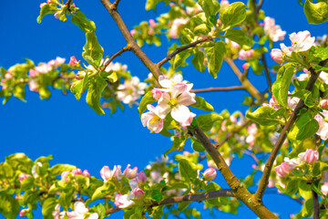 blooming apple tree