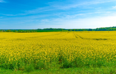 Blooming rapeseed field against the blue sky. Canola flowers.