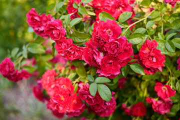 Beautiful blooming rose bushes in the summer garden.