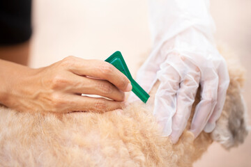 Close up woman applying tick and flea prevention treatment and medicine to her dog or pet