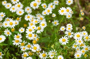 Daisies with blurry background. Camomile field. view from above