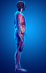 3d rendered medically accurate illustration of female Internal organs and circulatory system