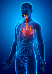 3D illustration of Larynx Trachea Bronchi Part of Respiratory System.