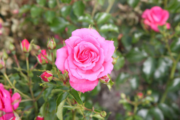 Pink rose, high-angle shot, blurred background.  Bright pink rose is considered as symbol for young love and beauty. 