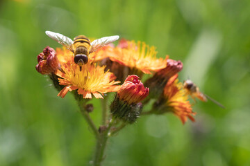 Sommerwiese