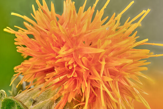 Closeup of a fully open safflower flower