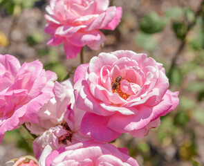 Rose rose avec une abeille dedans