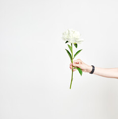 White pion in the hand on white background. Female hand holds a sprig of peony