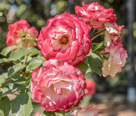 Fototapeta premium Rose jubilé du prince de monaco