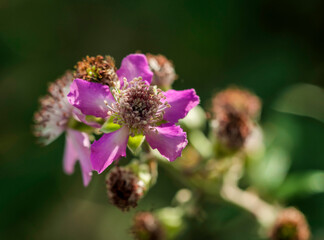 flor violeta en primavera
