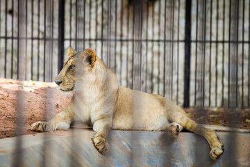 single young lioness resting on stone floor in cage behind black lattice in zoo