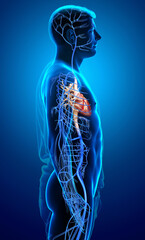 3d rendered medically accurate illustration of a male Veins anatomy