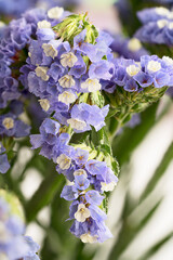 Close-up of a group of blue and white evergreen flowers cascading down.

