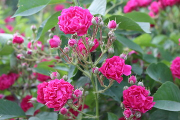 
Little roses bloomed on a bush in the garden in summer