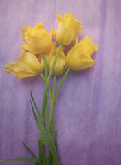vintage postcard with yellow tulips