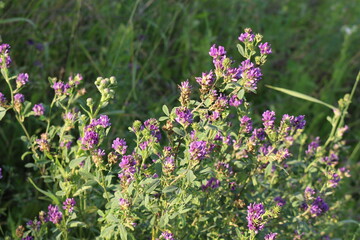 Obraz premium Bright lilac flowers of mouse peas bloom in the meadow in summer