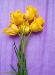 card with yellow tulips on violet background