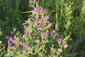 
Bright lilac flowers of mouse peas bloom in the meadow in summer
