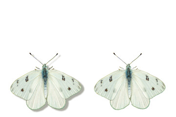 butterfly on white background with and without shadow