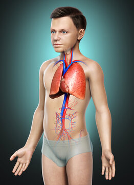 3d rendered, medically accurate illustration of a young boy lung anatomy