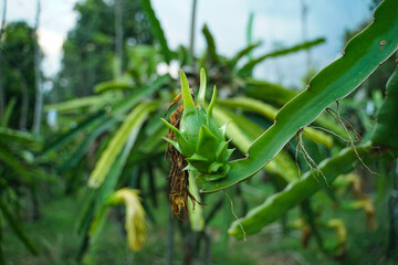 Dragon fruit that is still young, not ready to harvest.
