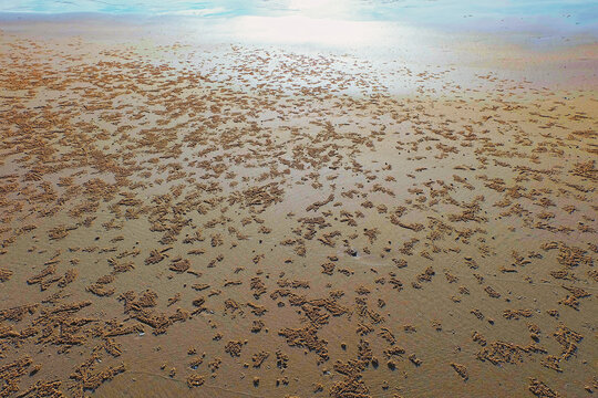 Beach  Sand Balls Crabs.
