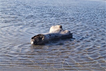 Fototapeta premium log in the back wa