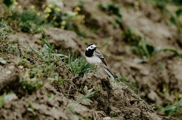 Black and white bird on earth by the river