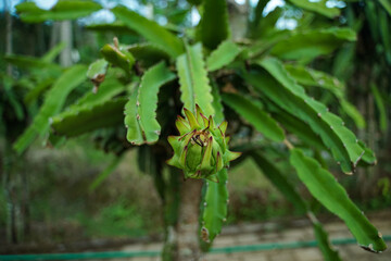 Dragon fruit that is still young, not ready to harvest.