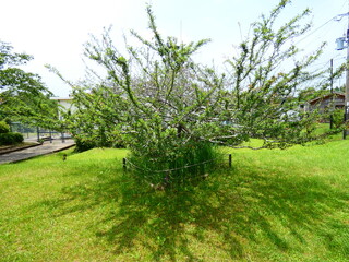 Obraz premium タカナベノカイドウ