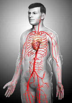 3d rendered medically accurate illustration of male arteries
