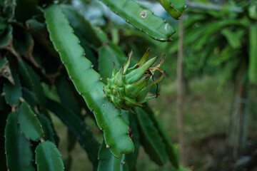 Obraz premium Dragon fruit that is still young, not ready to harvest.