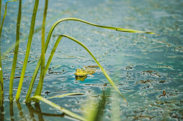 Front view of frog with breathing bubbles in blue river water framed by plant
