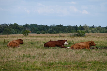 Rinder liegen auf der Wiese