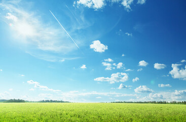 field of spring grass and perfect sky