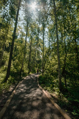 path in the forest