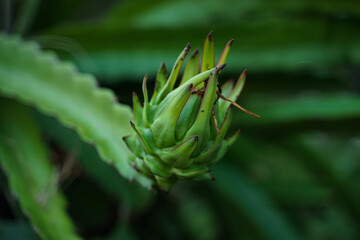 Dragon fruit that is still young, not ready to harvest.