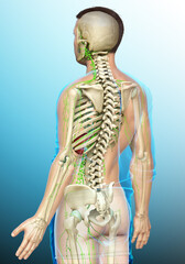 3d rendered medically accurate illustration of a male lymphatic system