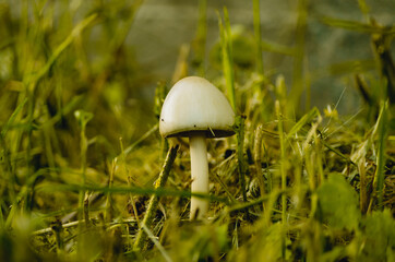 Close up of a white mushroom in grass
