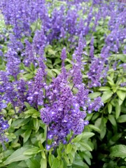 purple lilac flowers