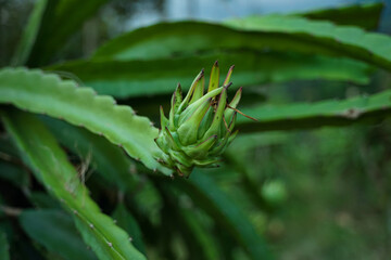 Dragon fruit that is still young, not ready to harvest.