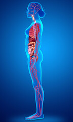 3d rendered medically accurate illustration of the female circulatory  system and internal organs