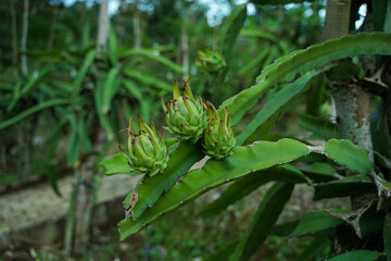 Dragon fruit that is still young, not ready to harvest.
